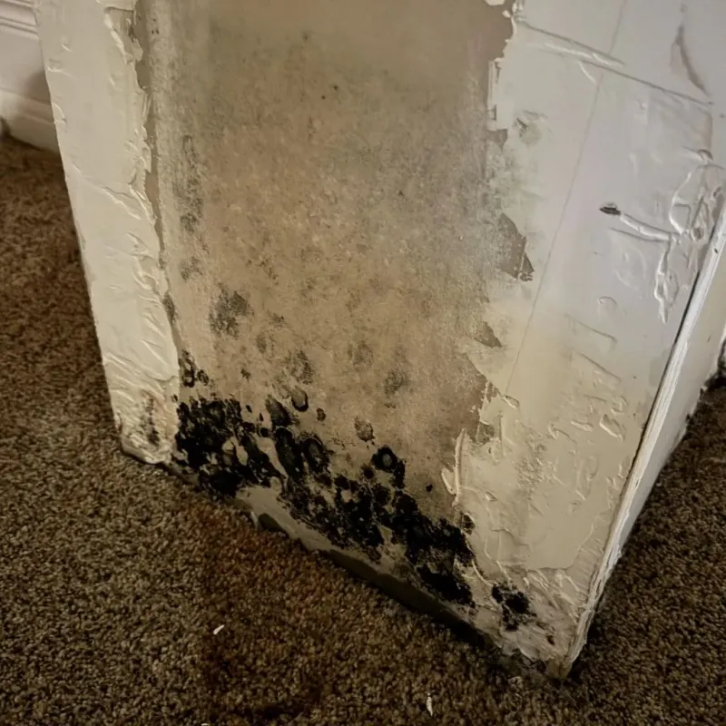 Professional Mold Removal in Carleton, MI